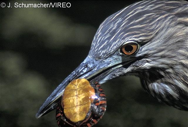 Yellow-crowned Night-Heron s36-30-003.jpg